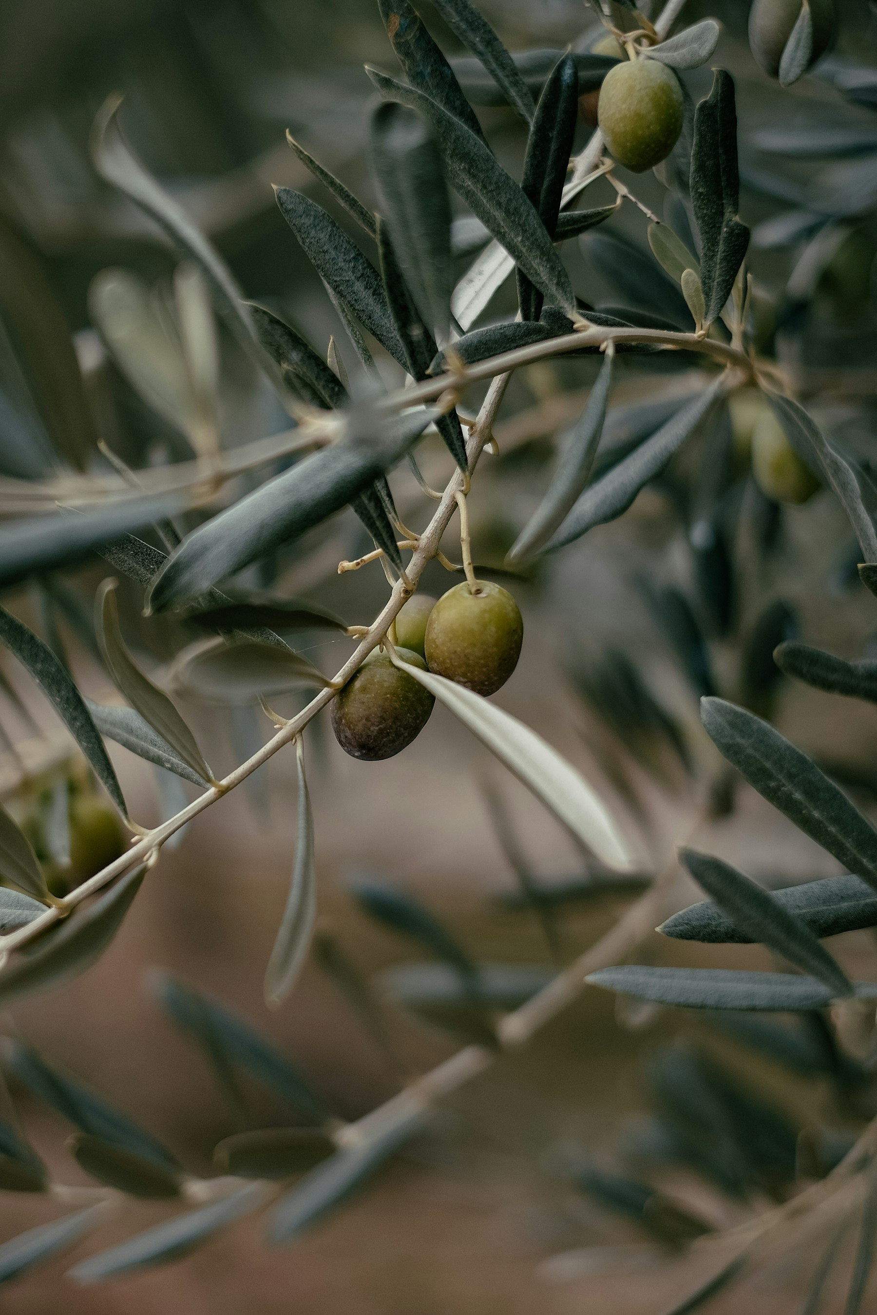 Olives ripening on the branch, ready for harvest